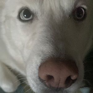 Meet your Posher, Alan